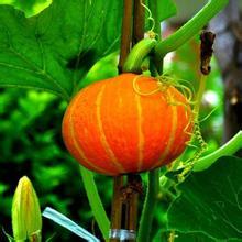 凌海南瓜口感爽口,右卫才旺诚信合作