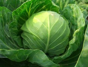 甘蓝已经大量上市，欢迎新老客户前来订购