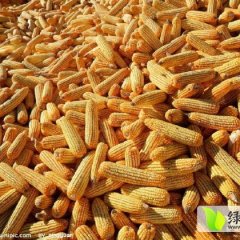 洮南玉米香甜可口,吉林贺广诚信合作