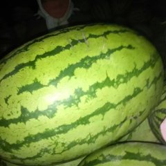 甘肃金昌新绿宝西瓜绿色无公害
