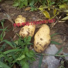 2015昌邑土豆收购工作全面开展