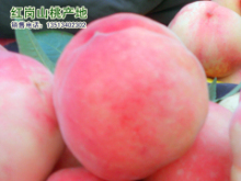 河北满城红岗山桃蜜桃是名优特产