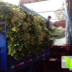 陕西三原美国西芹芹菜香甜可口