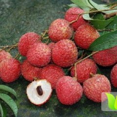 福建云霄桂味荔枝价格行情平稳