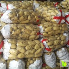 山东滕州土豆大量上市