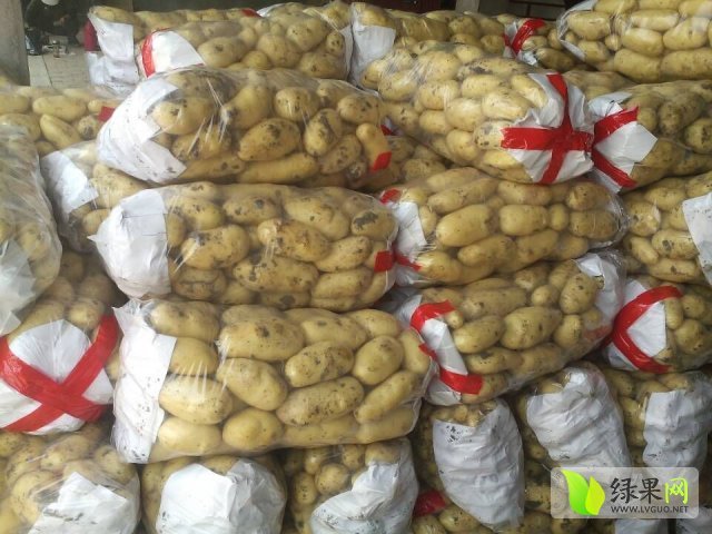 2015年山东滕州荷兰十五价格