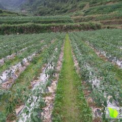 秀山洪安周永波7月线椒辣椒
