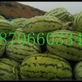 惠民西瓜口感爽口,辛店李建勇诚信合作
