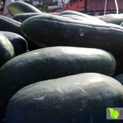 河南中牟子弹头黑皮冬瓜价格行情平稳