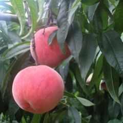 2019费县大红桃抓住商机无限