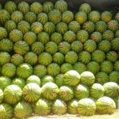 靖远硒砂瓜诚邀全国客商前来合作