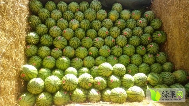 硒砂瓜价格
