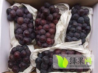 陕西户太夏黑葡萄果实丰硕