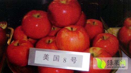 2015年山东冠县美国八号价格