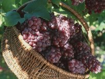 河北永年藤稔葡萄营养丰富