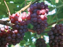 河北永年巨峰葡萄火热上市