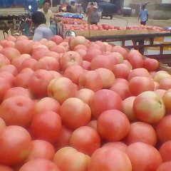 2015中牟西红柿今年价格有看点