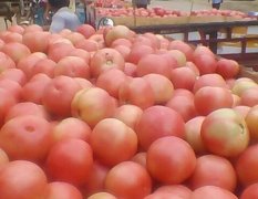 2015中牟西红柿今年价格有看点