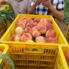 陕西大荔 阿布白桃蜜桃价格适宜