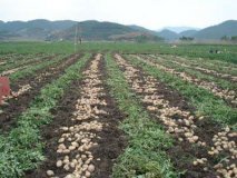 河北围场荷兰十五土豆火热上市