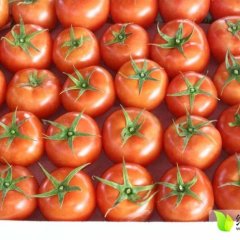 喀喇沁旗西红柿名优产品王爷龚金玉诚信合作