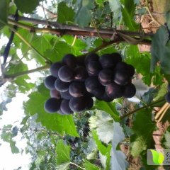 2016卢龙葡萄价格波动不大