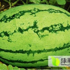 靖远高湾金城一号西瓜