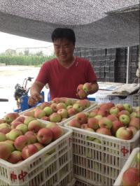 运城临猗嘎啦苹果著名品牌北辛王杰诚信合作