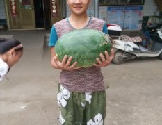 通许西瓜质量上乘高顶庄马安生诚信合作