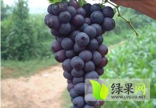 大荔县青提供应