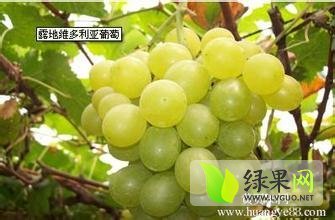2015年陕西大荔维多利亚价格