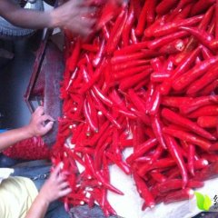 山东金乡金塔辣椒