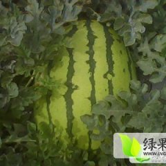 会宁郭城金华一号旱沙地西瓜