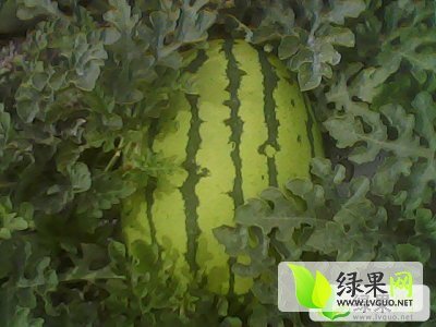 金华一号价格