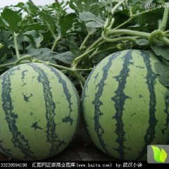 内蒙古翁牛特旗京欣西瓜，口感甘甜。