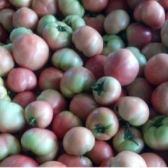 东昌府7月瑞星西红柿