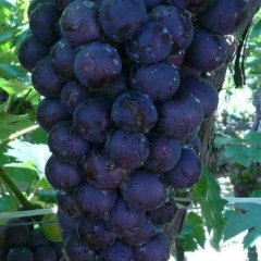 山东费县京亚葡萄欢迎选购-英先生