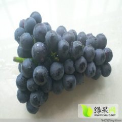 2015铜山葡萄走过路过不要错过