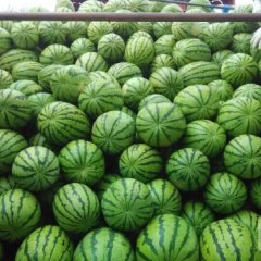 甘肃会宁硒砂瓜西瓜营养丰富