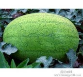 东明新红宝西瓜刚刚开园批发价仅0.4量大