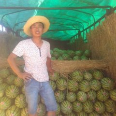 靖远西瓜聚焦市场高湾王秉铕诚信合作