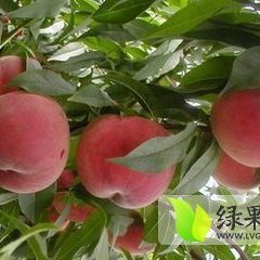 山西万荣膜袋红不软毛桃著名品牌