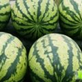 乌拉特前旗苏独田利柱8月冠龙西瓜