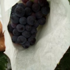 2015清苑葡萄今年价格有看点