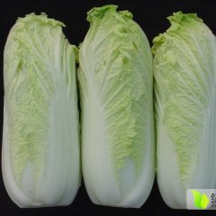 2015太白小白菜俏销大江南北