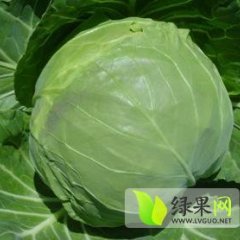 陕西太白中甘21甘蓝逐渐升温