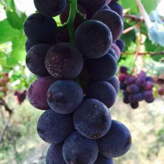 福建福安巨峰葡萄上货量大