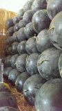 扶沟西瓜著名品种,扶沟王耀伟诚信合作