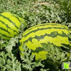 会宁西瓜长势旺盛 丁建军诚信合作