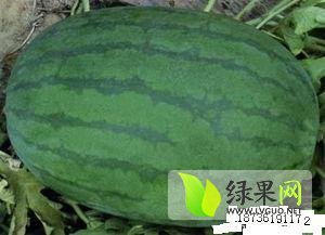 龙卷风价格